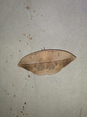 Lonomia