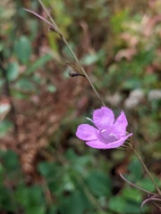 Agalinis setacea