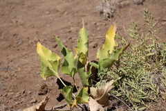 Balsamorhiza