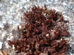 Andreaea