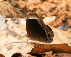 Mycalesis anaxias