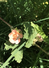 Sphaeralcea bonariensis