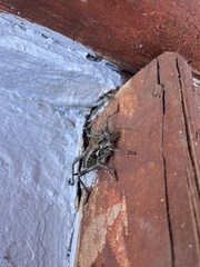 Hetrodes pupus
