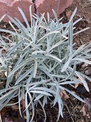 Pseudognaphalium
