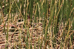 Tachuris rubrigastra