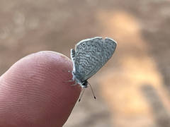 Pseudonacaduba sichela