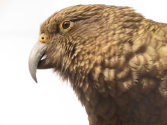 Nestor notabilis