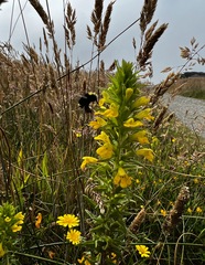 Bellardia viscosa