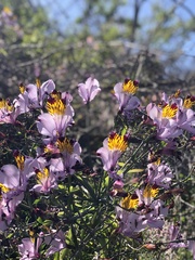 Alstroemeria pulchra