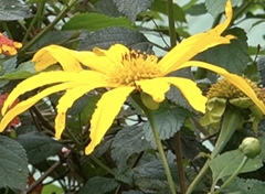 Tithonia diversifolia