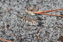 Psinidia fenestralis