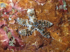 Coscinasterias tenuispina
