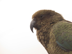 Nestor notabilis