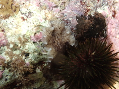 Pericelis cata