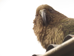 Nestor notabilis