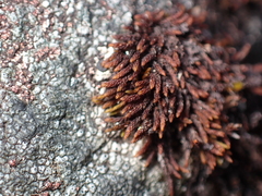 Andreaea