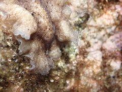Pericelis cata