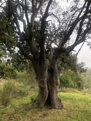 Beilschmiedia miersii