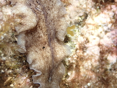 Pericelis cata