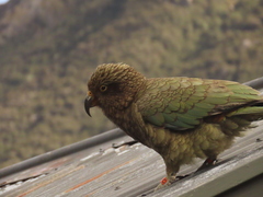 Nestor notabilis