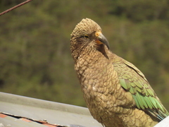 Nestor notabilis