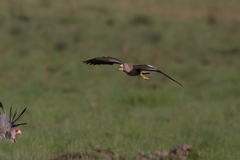 Vanellus senegallus