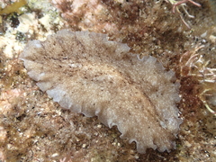 Pericelis cata