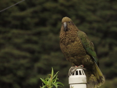 Nestor notabilis