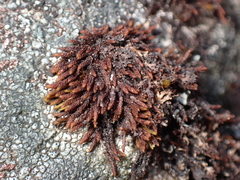 Andreaea