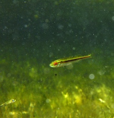 Atherinosoma microstoma