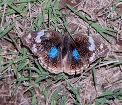 Junonia oenone