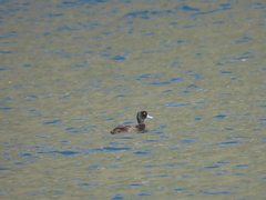 Aythya novaeseelandiae