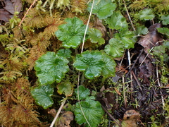 Heuchera micrantha