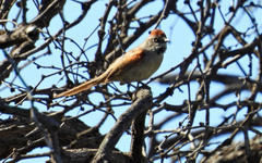 Synallaxis frontalis