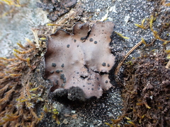 Umbilicaria