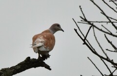 Streptopelia roseogrisea