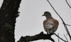 Streptopelia roseogrisea