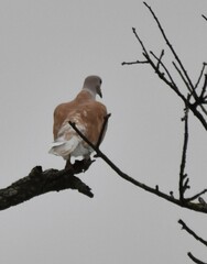 Streptopelia roseogrisea