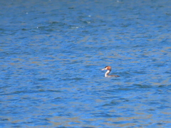 Podiceps cristatus australis