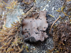 Umbilicaria