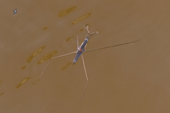 Aquarius distanti