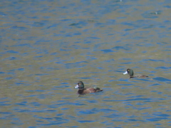 Aythya novaeseelandiae