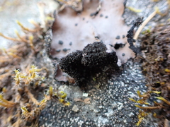 Umbilicaria