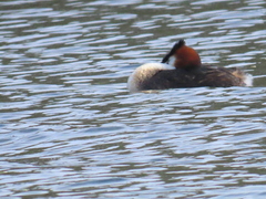 Podiceps cristatus australis