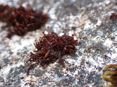 Andreaea