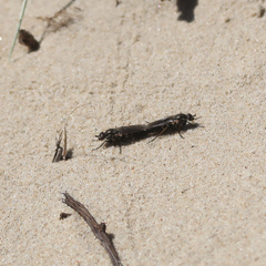 Anabarhynchus maritimus