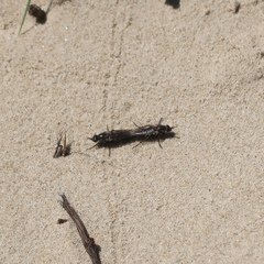 Anabarhynchus maritimus