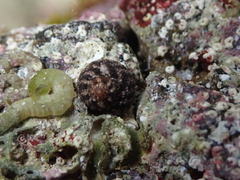 Clanculus berthelotii