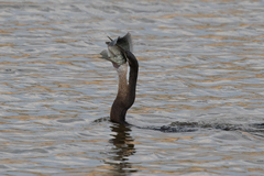 Anhinga rufa