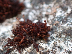 Andreaea